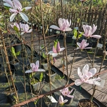 Magnolia soulangiana