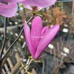 Magnolia Susan (1)