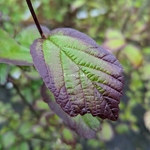 Parrotia persica Persian Spire (2)