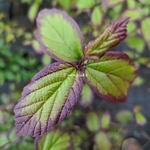 Parrotia persica Persian Spire (3)