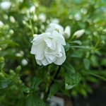 Philadelphus Little White Love (1)