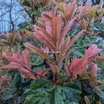 Photinia serratifolia Pink Crispy (1)