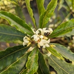 Pittosporum undulatum (1)