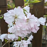 Prunus Accolade (1)