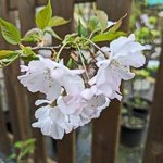 Prunus Accolade (3)