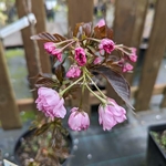 Prunus serrulata Royal Burgundy (1)