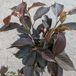 Prunus serrulata Royal Burgundy (2)