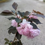 Prunus serrulata Royal Burgundy (3)