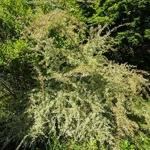 Pyracantha Sparkler
