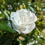 Rosa Innocencia (1)