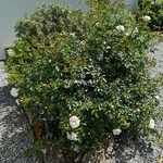 Rosa Innocencia (2)