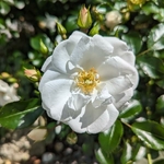 Rosa Innocencia (3)