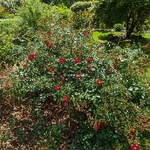 Rosa Vésuvia