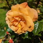 Rosa Westerland (1)