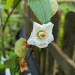 Stewartia pteropetiolata (3)