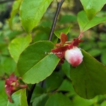 Stewartia rostrata (4)