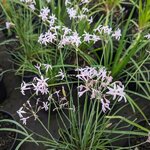 Tulbaghia violcaea Topazio (2)