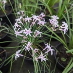 Tulbaghia violcaea Topazio (1)