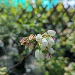 Vaccinium corymbosum (2)