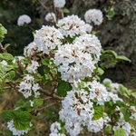 Viburnum carlesii Diana (2)