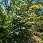 Viburnum plicatum Watanabe