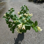 Weigela middendorffiana (3)