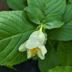 Weigela middendorffiana (1)