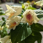 Weigela middendorffiana (6)
