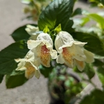 Weigela middendorffiana (5)