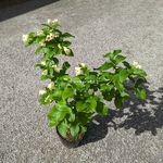 Weigela middendorffiana (4)