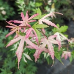 Acer palmatum Orido Nishiki