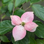 Cornus kousa Beni-fuji (3)