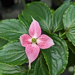 Cornus kousa Beni-fuji (4)