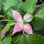 Cornus kousa Beni-fuji (1)