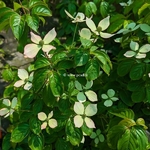 Cornus kousa Blooming White tetra