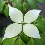 Cornus kousa Blue Shadow