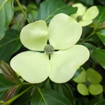 Cornus Parc de Haute Bretagne (3)