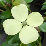 Cornus Parc de Haute Bretagne (2)