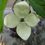 Cornus Norman Hadden