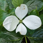 Cornus Vulcan (4)