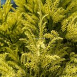 cryptomeria japonica Sekkan Gold (1)