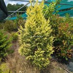 cryptomeria japonica Sekkan Gold (2)
