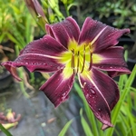 Hemerocallis Painted Black (1)