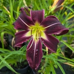 Hemerocallis Painted Black (2)