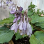 Hosta Diamond Lake