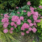 Hydrangea arborescens Invincibelle (2)