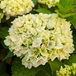 Hydrangea macrophylla Bride (3)