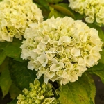 Hydrangea macrophylla Bride (2)