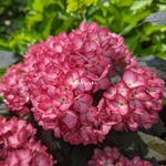 Hydrangea macrophylla Eclipse (1)