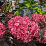 Hydrangea macrophylla Eclipse (7)